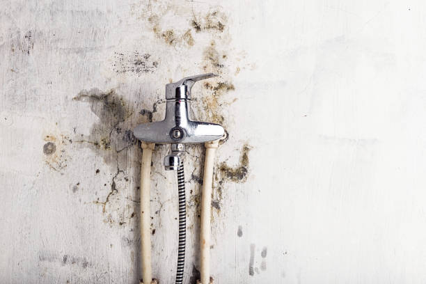 Best Toxic Mold Removal  in Sand Hill, PA
