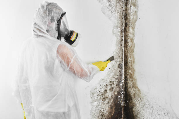 Best Mold Testing  in Sand Hill, PA