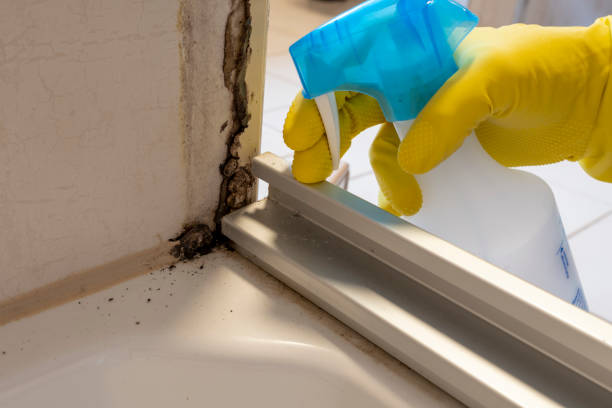 Best Attic Mold Removal  in Sand Hill, PA