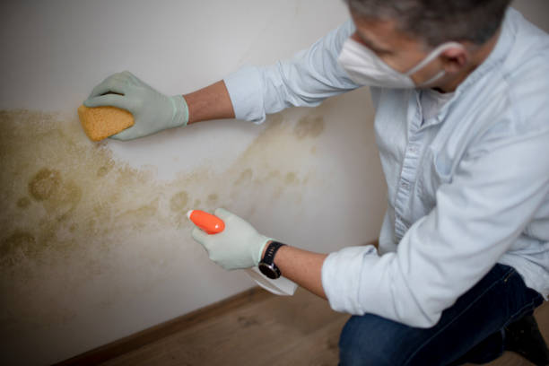 Best Professional Mold Removal  in Sand Hill, PA