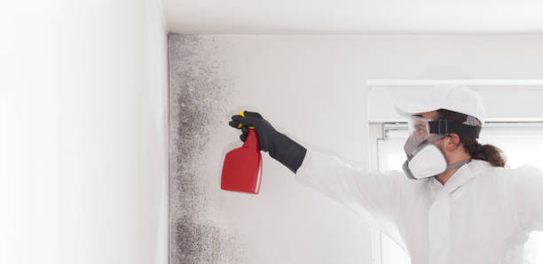 Best Certified Mold Removal  in Sand Hill, PA