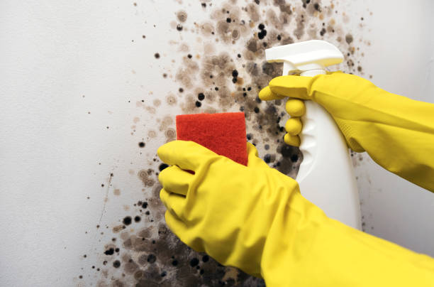 Best Best Mold Removal Companies  in Sand Hill, PA