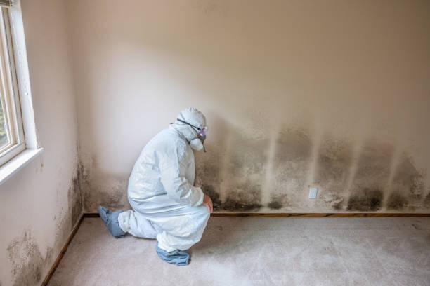 Best Mold Testing and Removal  in Sand Hill, PA